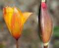 Tulipa sylvestris <br> (Francisco Rodriguez Luque)